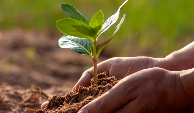 Boom planten in kader van boomfeestdag